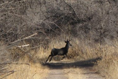 A mule deer in the eastern Mimbres area, southwest New Mexico.  (Photo by Steve Northup) 