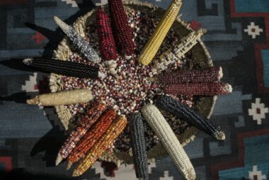 IMG_ 0277 Corn varieties
