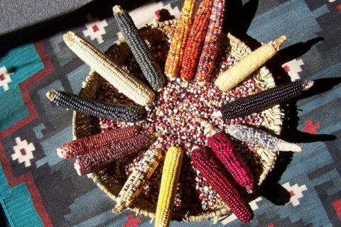 The image for Reuven Sinensky – Early First Millennium CE Farmers of the Southwestern Colorado Plateau